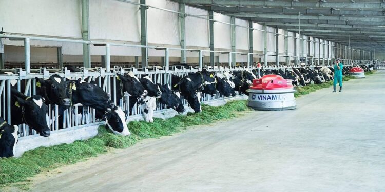 Vinamilk: 15 năm xây hệ thống trang trại bò sữa với “bộ sưu tập” tiêu chuẩn quốc tế