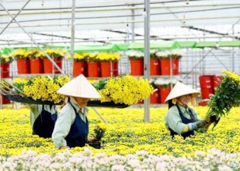 Xuất khẩu hoa năm ngoái thu về 61 triệu USD