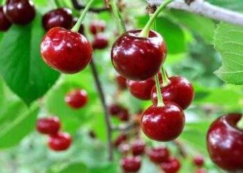 close-up of ripe sweet cherries on a tree in the garden