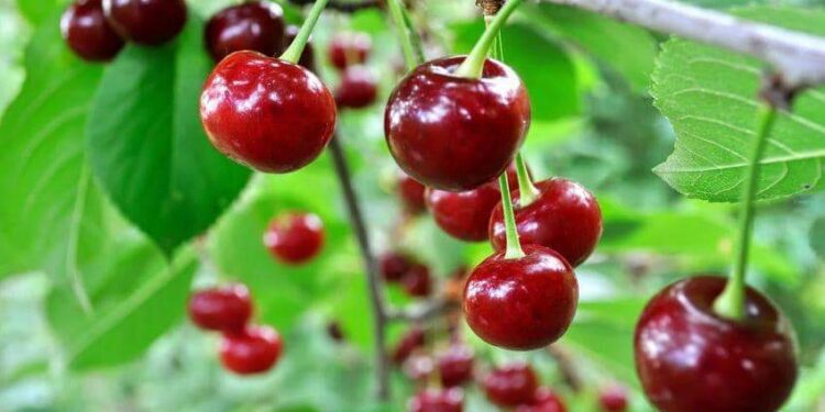 close-up of ripe sweet cherries on a tree in the garden