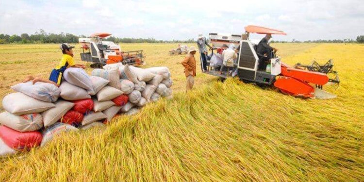 Giá lúa gạo đồng loạt tăng, thị trường xuất khẩu gạo sôi động