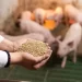 Ngành chăn nuôi heo gặp khó, lãi ròng BAF năm 2022 giảm 9%