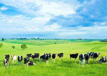 Phú Yên có thêm một dự án chăn nuôi bò công nghệ cao