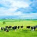 Phú Yên có thêm một dự án chăn nuôi bò công nghệ cao