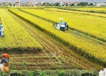 Doanh nghiệp tăng tốc đầu tư ứng dụng vi sinh vật có lợi cho cây trồng