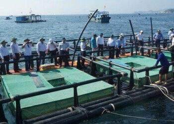 Lần đầu tiên Khánh Hòa thí điểm mô hình nuôi lồng HDPE tại khu vực biển hở