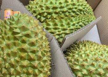Sầu riêng có thêm nhiều mã số vùng trồng được xuất khẩu vào Trung Quốc
