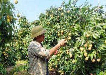 Siết chất lượng vải thiều xuất khẩu sang Nhật