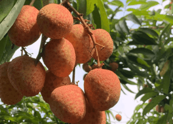Xuất khẩu nông lâm thủy sản 5 tháng mang về 20,6 tỉ USD