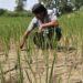 Biến đổi khí hậu đe dọa nhà cung gạo hàng đầu thế giới