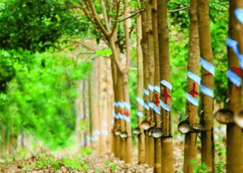 Cao su Phước Hòa đặt kế hoạch lãi sau thuế công ty mẹ 2023 đi lùi 36%