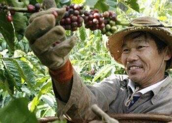 Giá cà phê vượt mọi kỷ lục vì thông tin El Nino xuất hiện