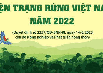 Hiện trạng rừng Việt Nam năm 2022