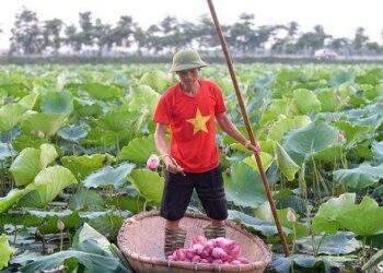 'Hốt' bạc tỉ nhờ trồng sen trên ruộng chiêm trũng