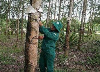 Kon Tum xử lý việc lãng phí đất đai khi tái canh cây cao su