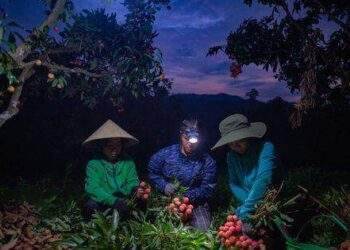 Nông dân Lục Ngạn chong đèn thâu đêm thu hoạch vải thiều