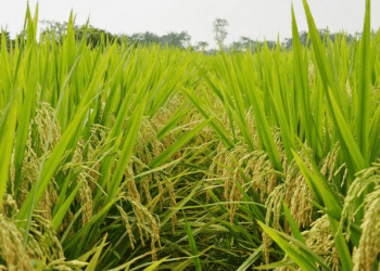 Tập đoàn Giống cây trồng Việt Nam sắp nhận hơn 19 tỷ đồng cổ tức từ SSC