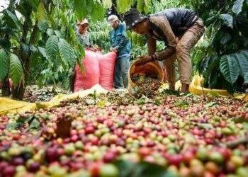 Cà phê Thắng Lợi chuyển lỗ thành lãi trong quý 2