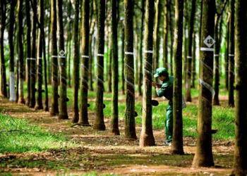 Cao su Tây Ninh mới thực hiện 15% mục tiêu lợi nhuận sau 6 tháng 