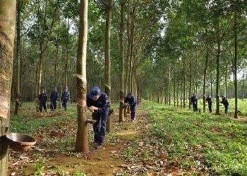 DPD chính thức giải thể, đổi tên thành Nông trường Cao su Đồng Phú Đắk Nông