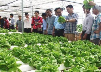 Đà Nẵng đã quy hoạch ba vùng nông nghiệp ứng dụng công nghệ cao