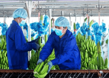 HNG có quý lỗ thứ 9 liên tiếp, lỗ lũy kế vượt 7.2 ngàn tỷ