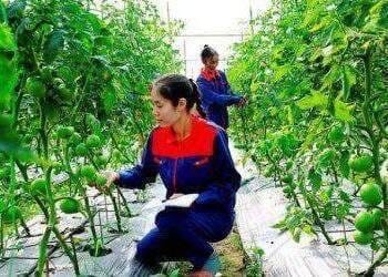 Hà Nội đẩy mạnh phát triển nông nghiệp ứng dụng công nghệ cao