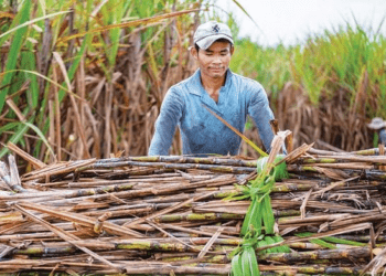 Hai doanh nghiệp mía đường báo lãi ấn tượng, cổ phiếu tăng trần, SLS lập đỉnh lịch sử về thị giá