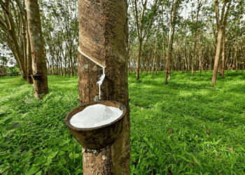 Lãi ròng quý 2 của Cao su Tân Biên đạt 78 tỷ, vượt kế hoạch cả năm sau 6 tháng