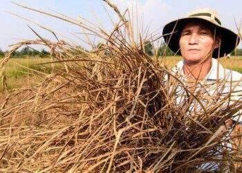 Mực nước sông Mekong tiếp tục thấp, miền Tây nguy cơ mất mùa nước nổi
