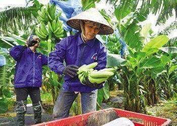 “Nhanh chân” tận dụng FTA để trợ lực cho xuất khẩu