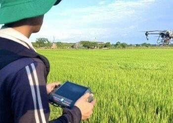 Nông dân dùng máy bay không người lái để phun thuốc trừ sâu, rải phân trên ruộng lúa