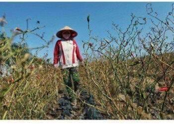 Nước sông Mekong thấp bất thường