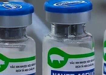 Philippines 'thúc' doanh nghiệp nhập khẩu vắc xin dịch tả lợn châu Phi của Việt Nam
