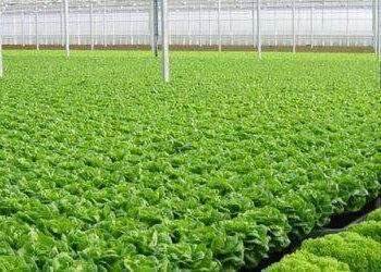 Tăng cường chuỗi giá trị cây trồng an toàn tại các tỉnh phía Bắc Việt Nam