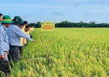Tăng lợi nhuận trồng lúa từ mô hình bón vùi phân bón Đầu Trâu