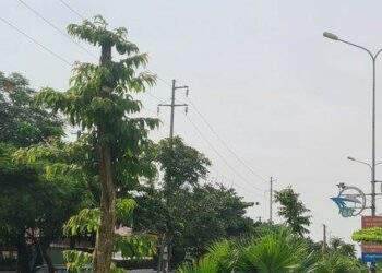Tập trung trồng thay thế những cây bị chết và kém phát triển trên đường Phạm Văn Đồng