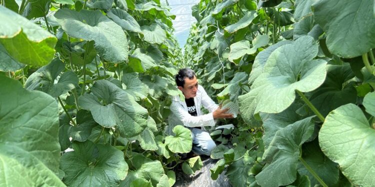 Agribank góp phần phát triển nông nghiệp công nghệ cao tại Ninh Thuận