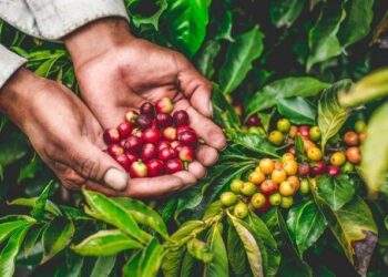 Cà phê được giá, doanh nghiệp niêm yết có được mùa nửa đầu năm 2023?