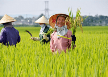 Chấp thuận các hợp đồng khủng, Lộc Trời rục rịch tăng vốn lên 1,007 tỷ