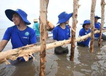 Đẩy mạnh dự án "Cánh rừng Net Zero", Vinamilk khoanh nuôi tái sinh 25ha rừng ngập mặn Cà Mau