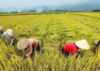 Giá gạo tăng, doanh nghiệp gạo vẫn lãi "mỏng như lá lúa"