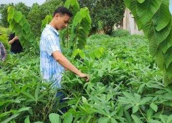 Khôi phục cây sắn nếp bản địa bằng đặc sản rau sắn muối chua