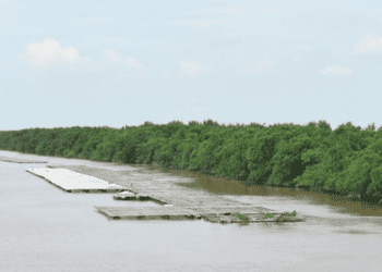 Khu bảo tồn thiên nhiên Tiền Hải, Thái Bình sẽ bị 'xóa sổ'?