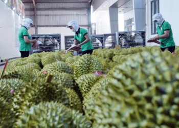 Loạn giá sầu riêng