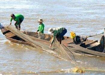 Miền Tây lũ muộn, nước sông Cửu Long thấp hơn bình thường cả mét