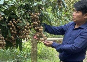 Mùa nhãn 'đắng' ở Hưng Yên