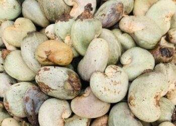 ST8 mua 51% vốn công ty chế biến hạt điều Golden Caju