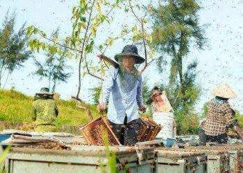 'Sống khỏe' nhờ mật ong sú vẹt ở vườn quốc gia Xuân Thủy