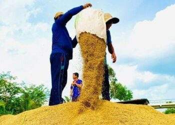 Yêu cầu khẩn trương hoàn thành nhập kho gạo dự trữ quốc gia